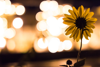 Sunflower Image